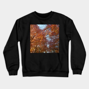 Fall leaves in the sun Crewneck Sweatshirt